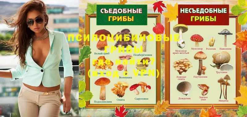 блэк спрут сайт  Ступино  Псилоцибиновые грибы Psilocybe 